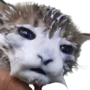 yogurtcat