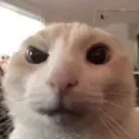 cat_think