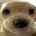 awoblep