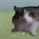 stupidfuckingcatexploSIKE