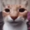 cat_stare