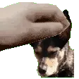 daisyPat daisyPat
