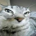 catsus