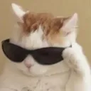 catcool catcool