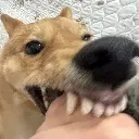 bite