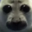 SC2_Seal_stare SC2_Seal_stare