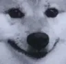 smiledog