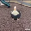 goose_trude goose_trude