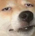 Cho_Phe