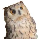 Owlhuh