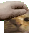patthecatpolice