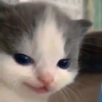 SG_feli Discord emoji