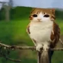 imwatchingyoudumbnut