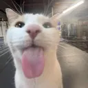 pluhcat