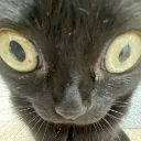 catwhat