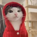 Coolcat