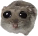 sad_hamster