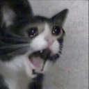 c_1catscream custom emote | 🎤 Riff-Off | Singing, Games, Daily Events, Community