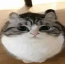 cat_mow