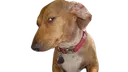 susdog