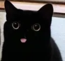 black_cat_bwee