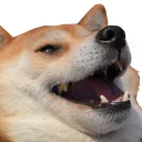 haha_doggie haha_doggie