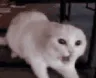 catanger