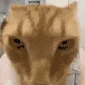 catVibe