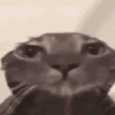 KU_CatStare Discord emoji