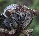 RS_cicada
