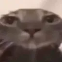 bruhcatmolly