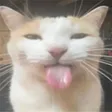 SILLY SILLY