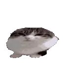 catsquishmolly