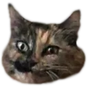 AAAAAAAAAAAAAcat