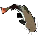 k9_faqua_catfish