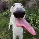 licks_you