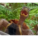 Shocked