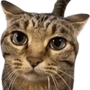 meow