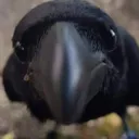 WhatTheCrowDoing