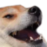 doghappy