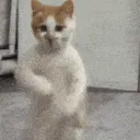 catdance