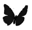 blackbutterflyforchannel