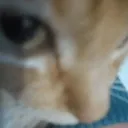 GatoSuspeitas