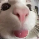 bleh