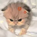 GatoBavo