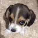 Cachorro