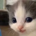 GatoHehe GatoHehe