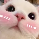 GatoFofo