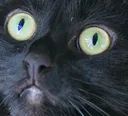 catLook