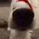 dogSniffa